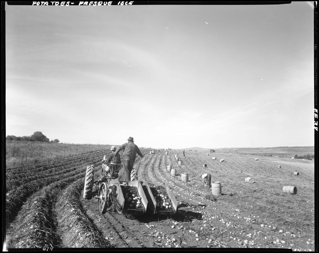 Miniature of Workers Digging Potatoes With A Tractor