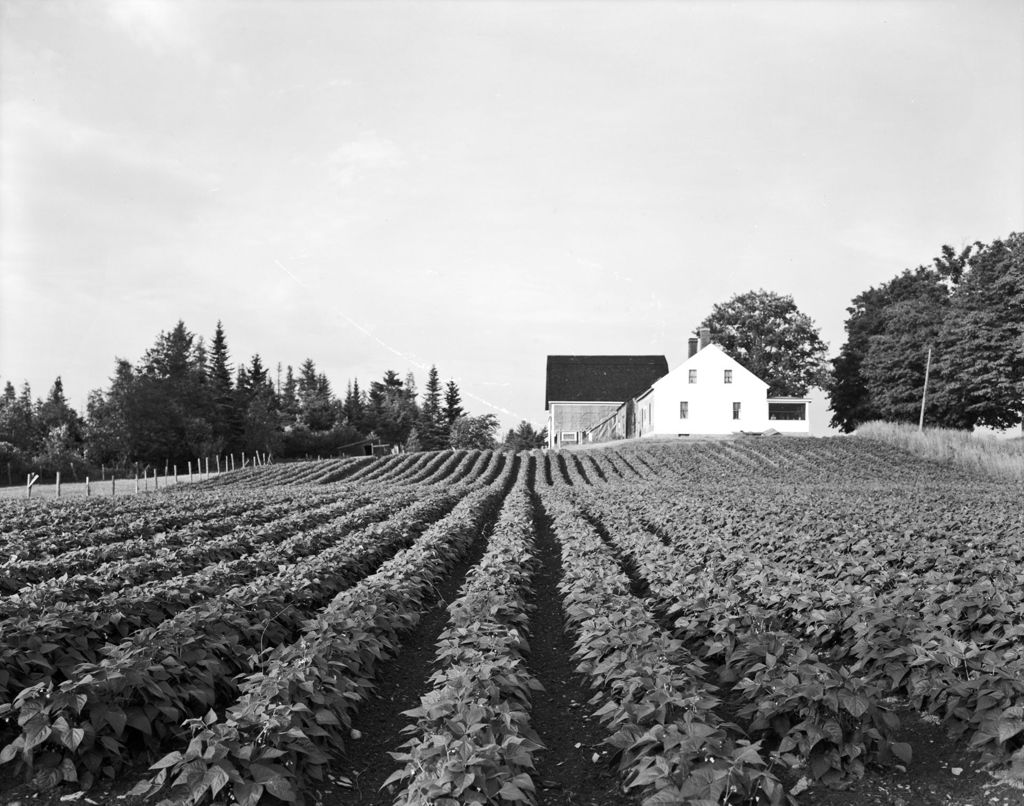 Miniature of Field Of String Beans In Corinna