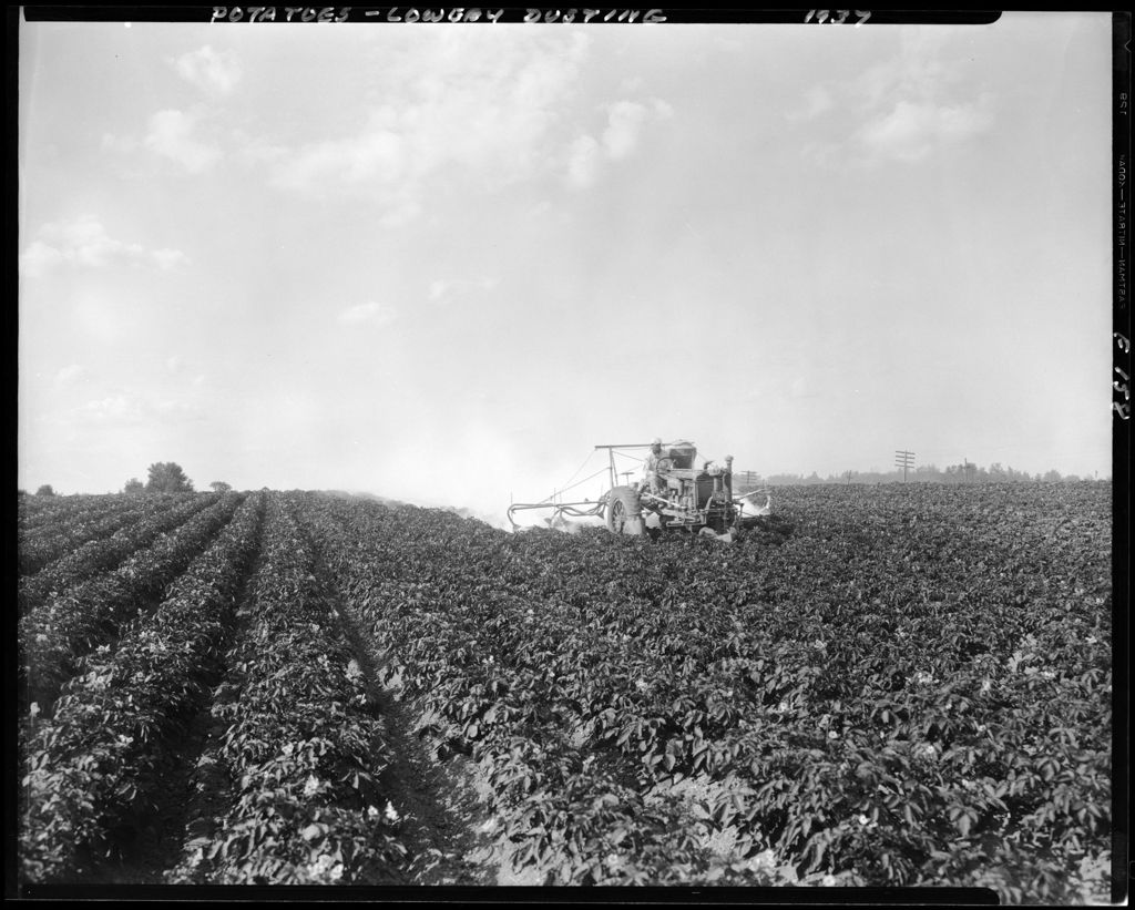 Miniature of Farmer Dusting Potato Crop With A Tractor