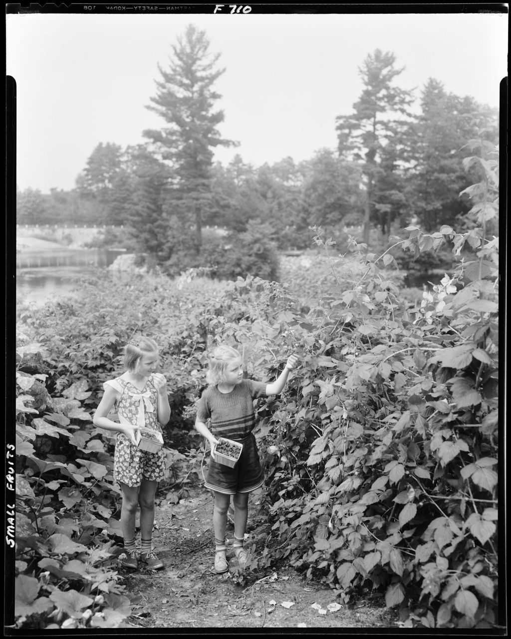 Miniature of Two Little Girls Picking Raspberries