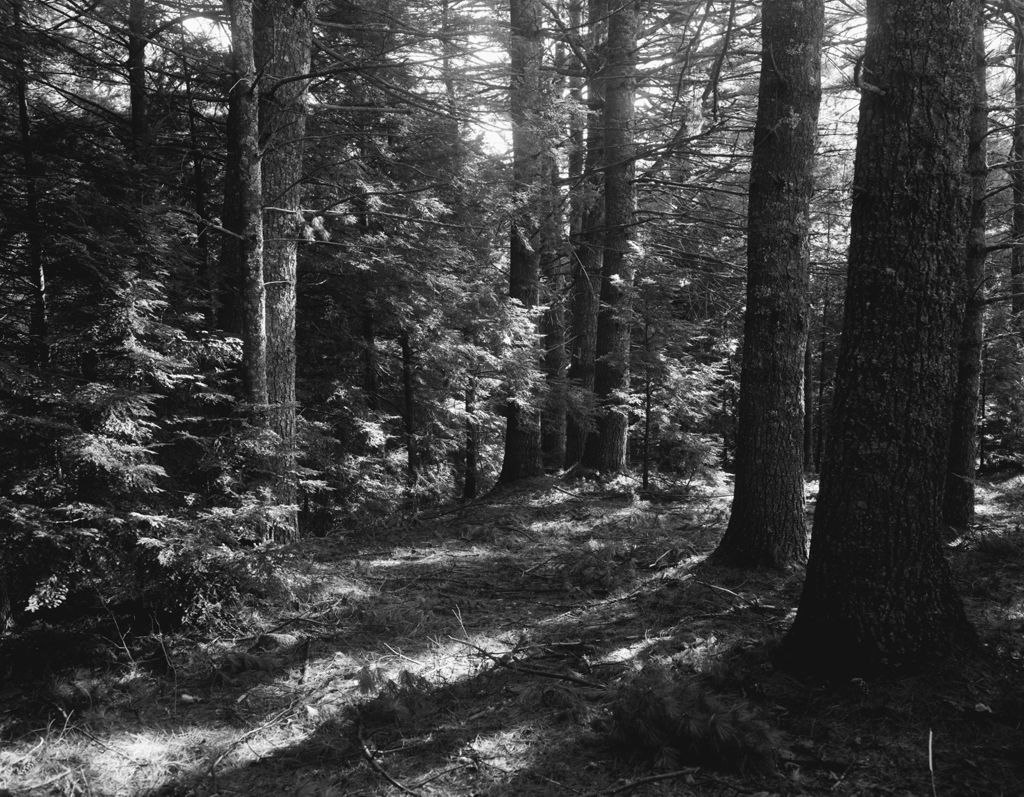 Miniature of Sunlit Glade In The Forest In Parsonsfield