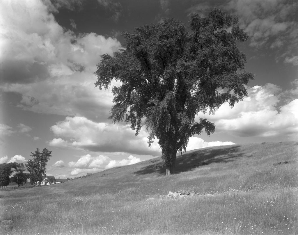Miniature of Large Elm Tree In A Field On A Hillside In Whitefield