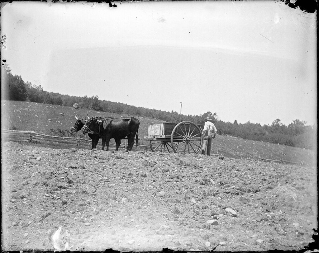 Miniature of Man standing in a field with an oxen team and cart