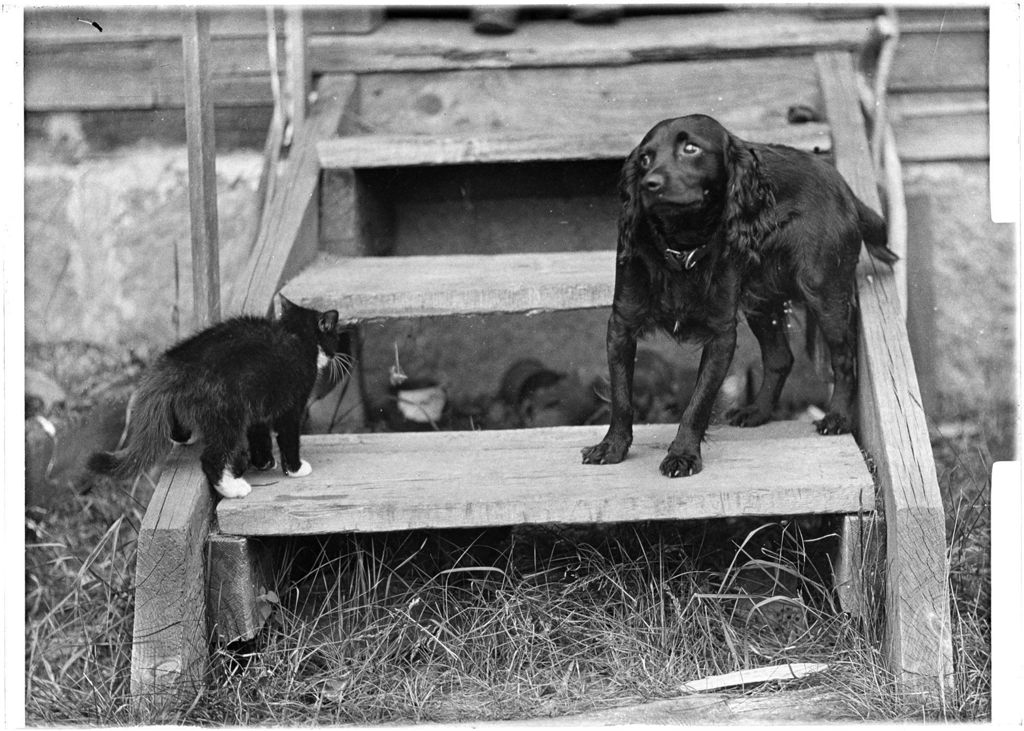 Miniature of Dog And Cat On A Set Of Steps